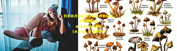 ГАЛЛЮЦИНОГЕННЫЕ ГРИБЫ Беломорск